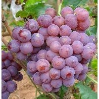 陽光玫瑰葡萄 10000斤