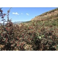 韓城特級大紅袍花椒自產，韓城特級大紅袍花椒自產