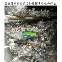西安新鮮香菇批發(fā)|西安新鮮春菇銷售|藍(lán)田有機(jī)香菇種植基地