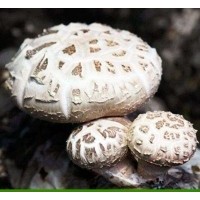 秦農(nóng)合作社大量供應(yīng)新鮮香菇，各種花菇 面議