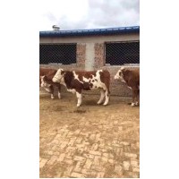西門塔爾肉牛  10頭