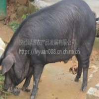 陜西土豬家養土豬土豬肉  面議
