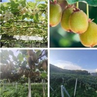 陜西綠心獼猴桃 徐香獼猴桃/奇異果 果園直供 10箱