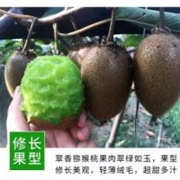 陜西綠心獼猴桃 翠香獼猴桃/奇異果 果園直供