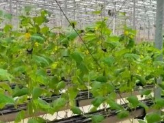 農(nóng)業(yè)里的種植方式有哪些